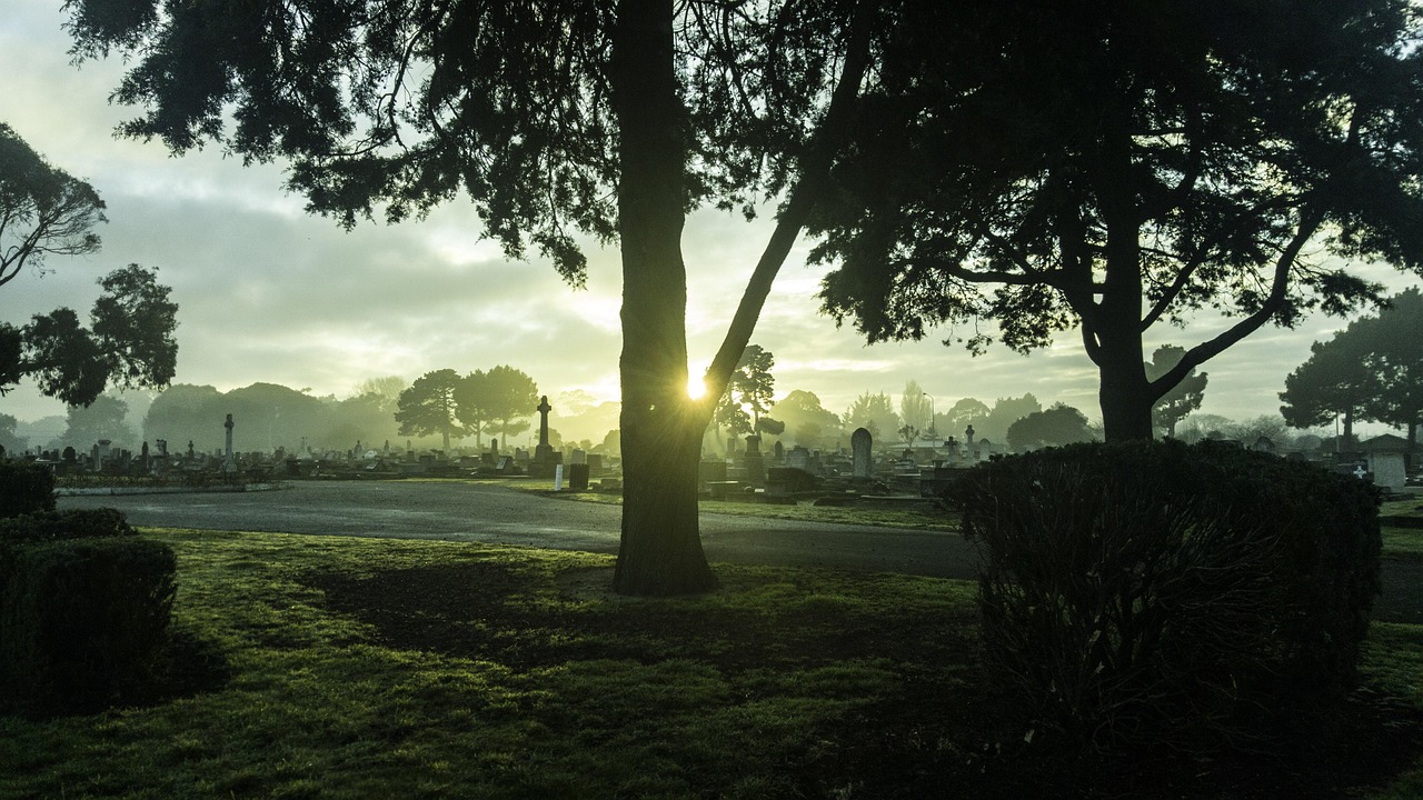 New zealand, tree, cemetry — What is IPO, Definition, How to invest in IPO